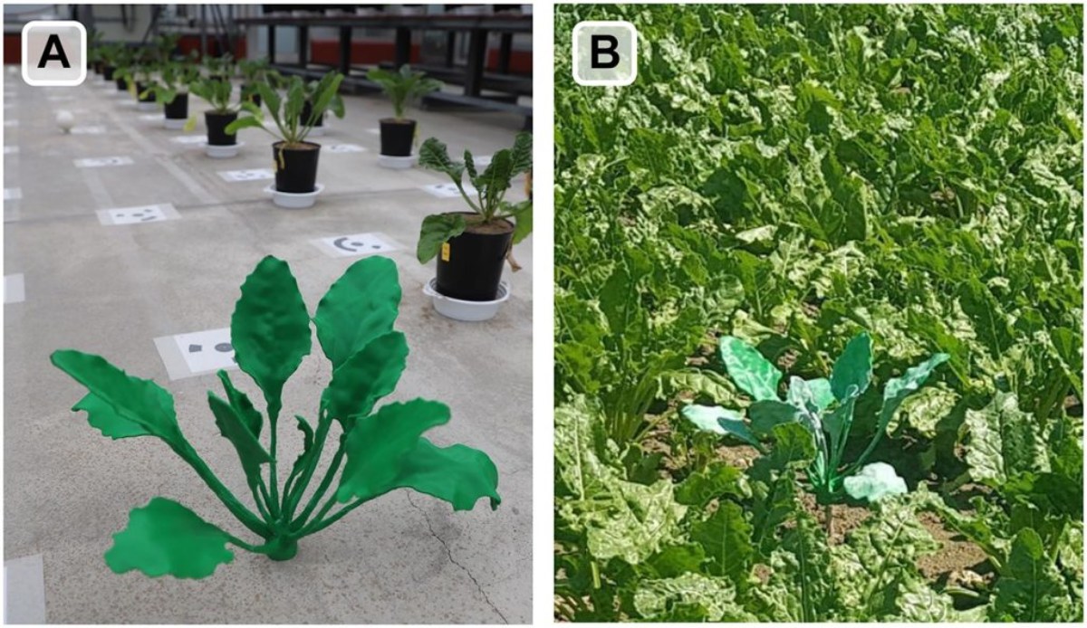 Un modello realistico di barbabietola da zucchero stampato in 3D e utilizzato in un progetto di ricerca